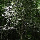 Ein Baum der von Raupen der Traubenkirschen-Gespinstmotte (Yponomeuta evonymella) 