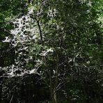 Ein Baum der von Raupen der Traubenkirschen-Gespinstmotte (Yponomeuta evonymella) 