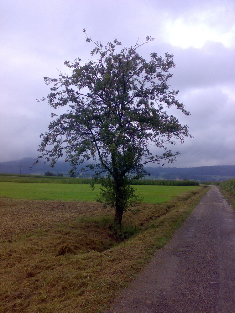 Ein Baum :-)