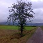 Ein Baum :-)