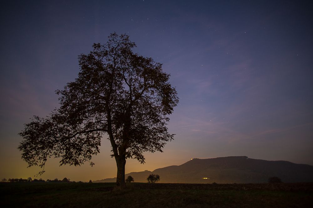 Ein Baum, die Burg und die Lichter der Nacht