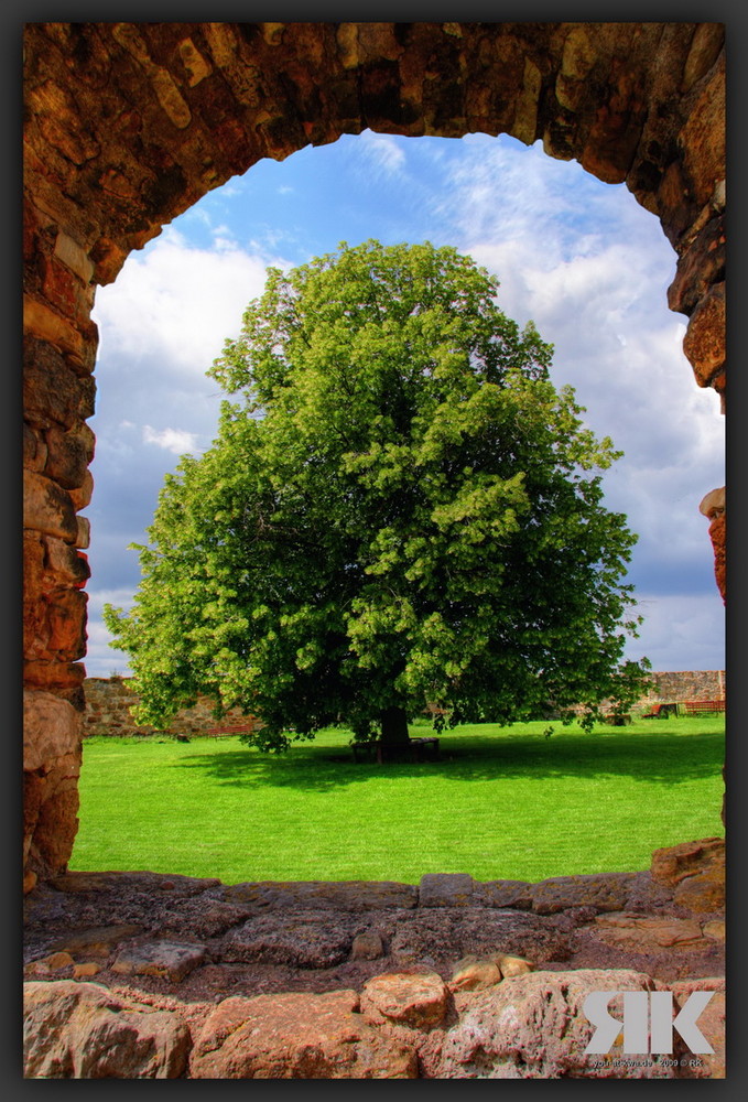 · ein baum, drei gleichen ·