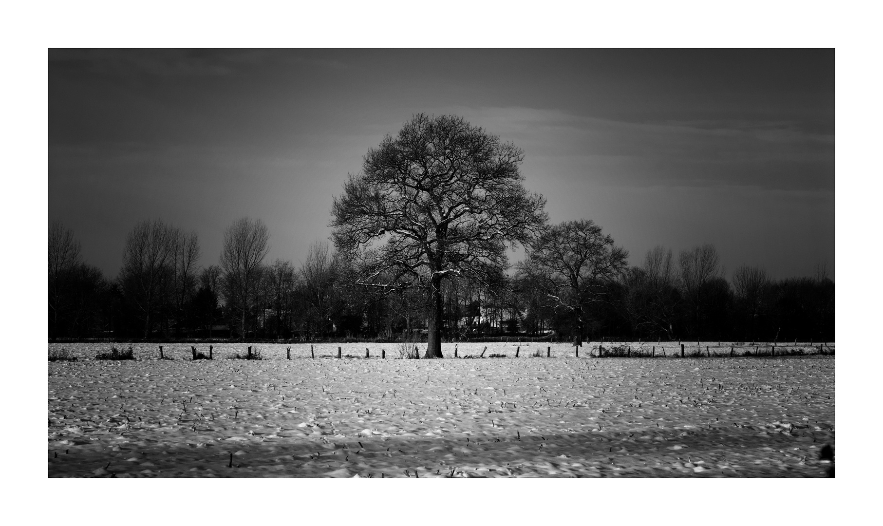 Ein Baum