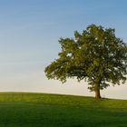 Ein Baum