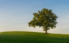 Ein Baum