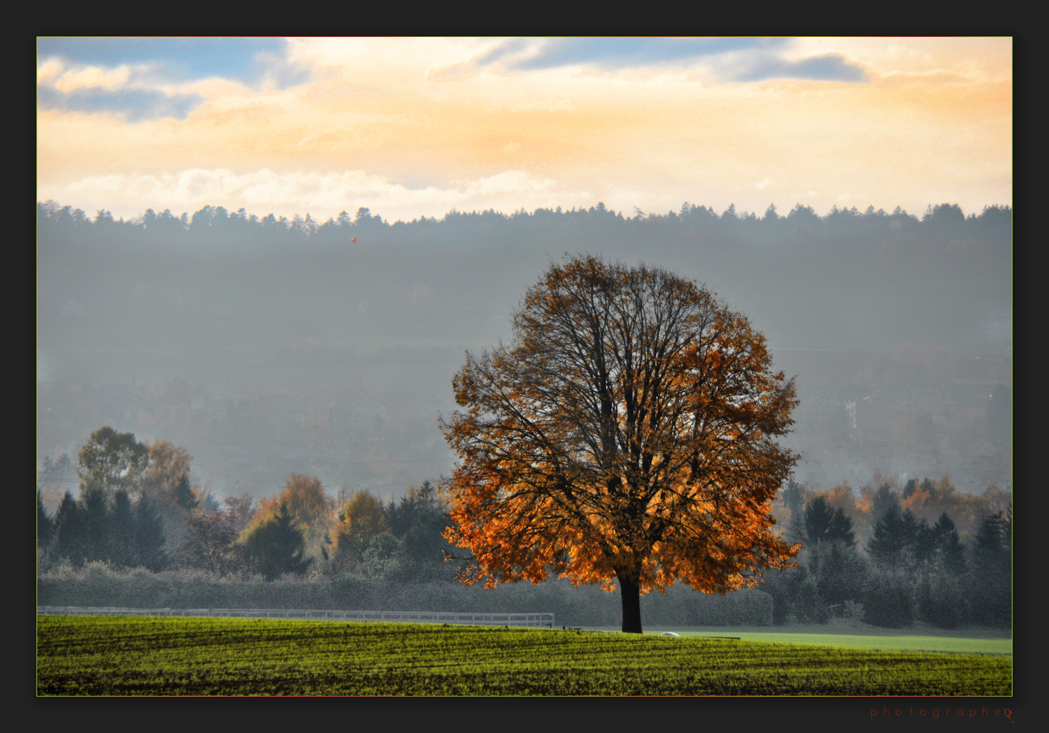 ein Baum