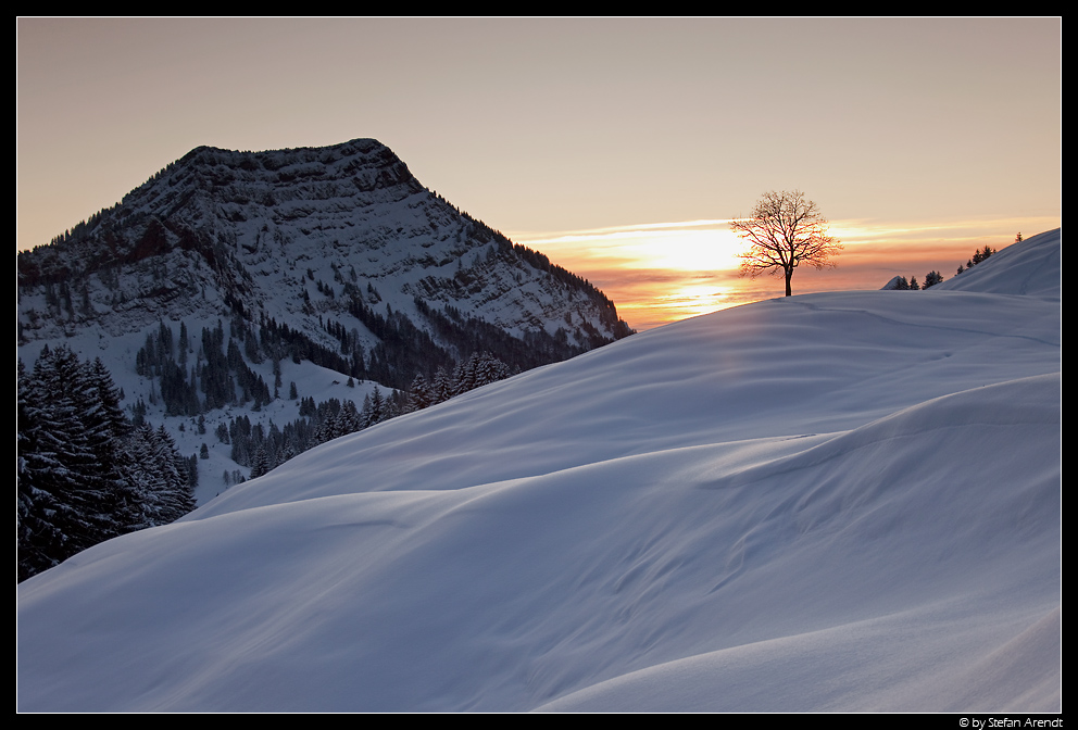 Ein Baum