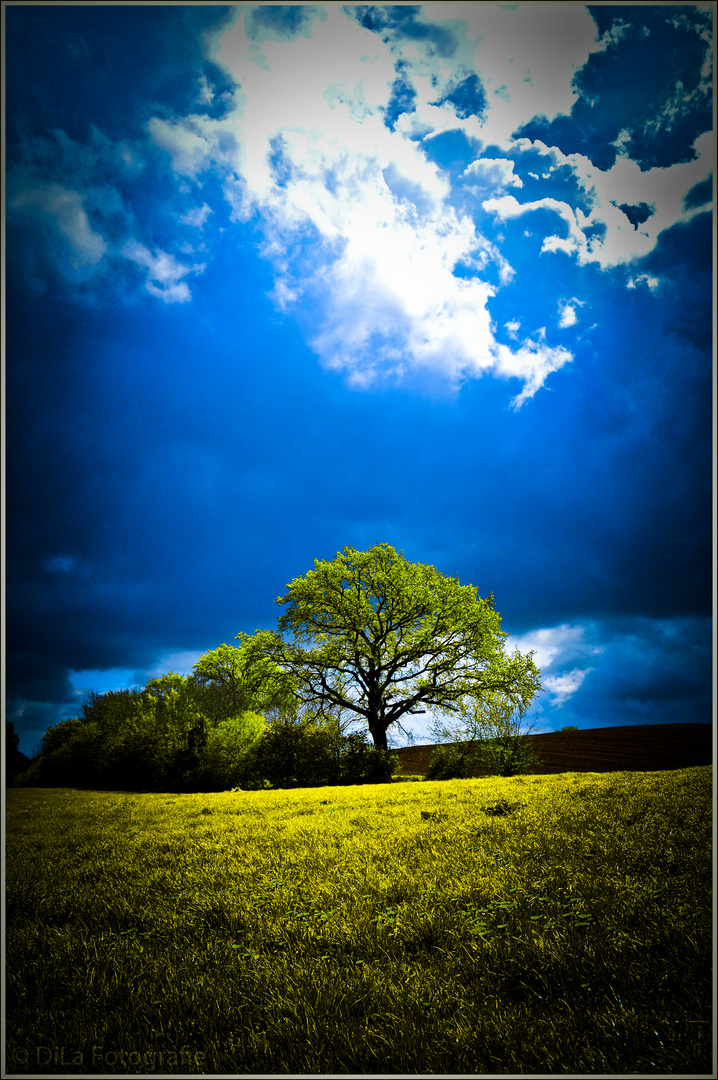 Ein Baum