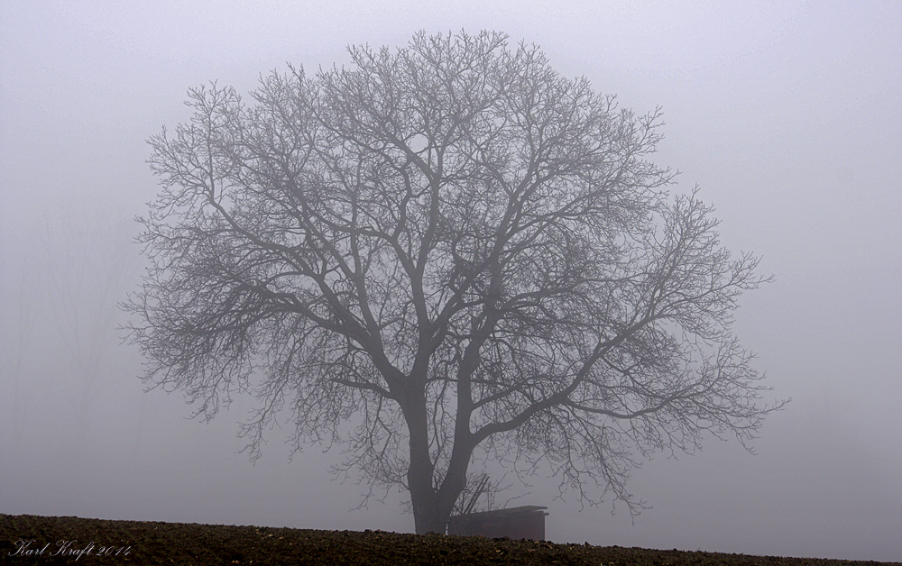 Ein Baum