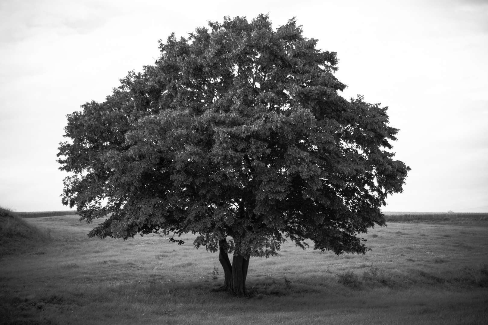 Ein Baum