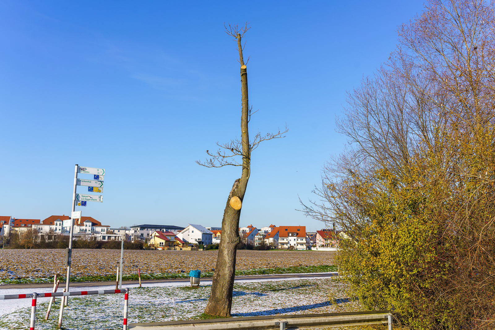 Ein Baum ? ...