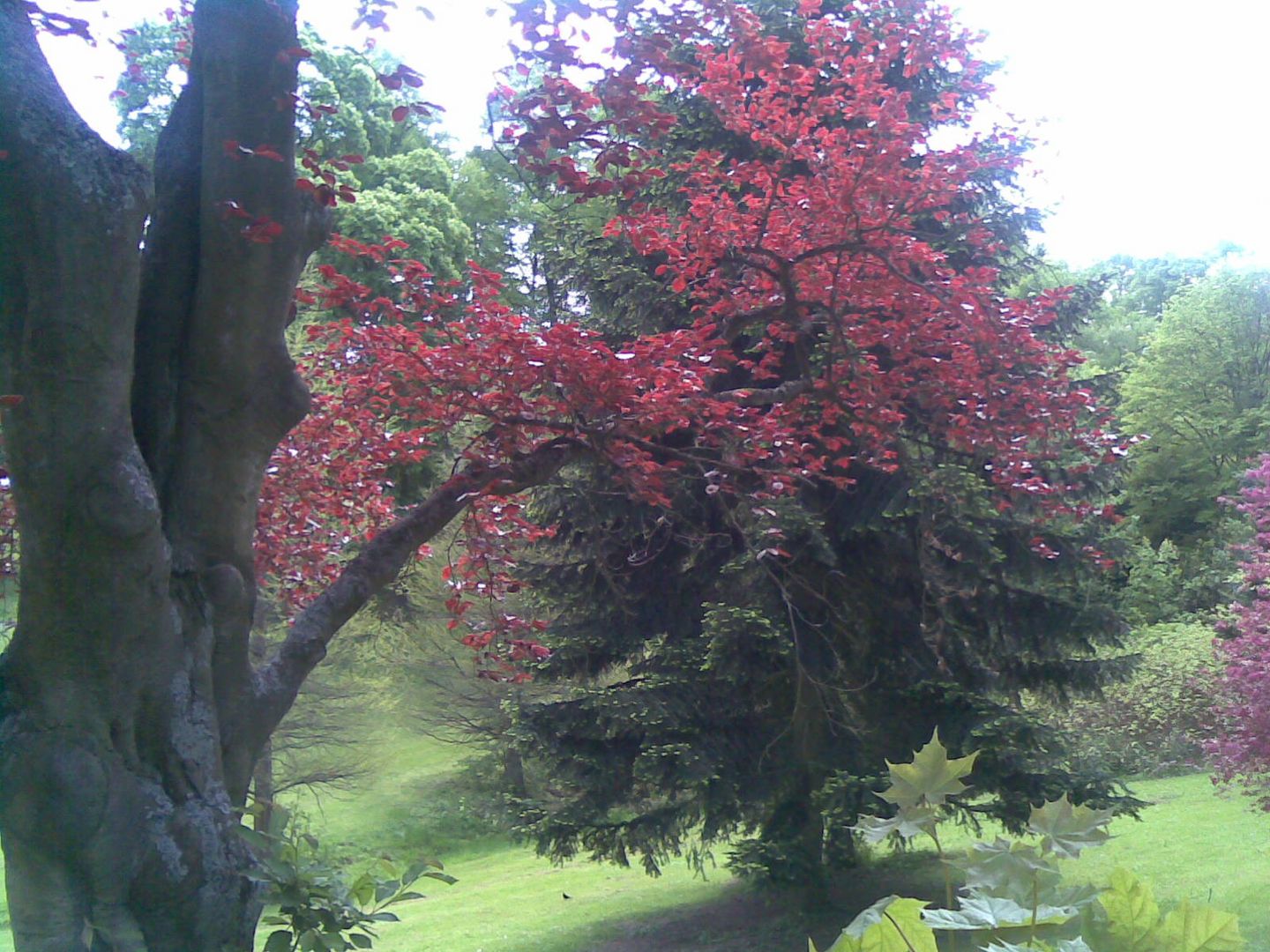 ein Baum, ein Ast, Natur pur