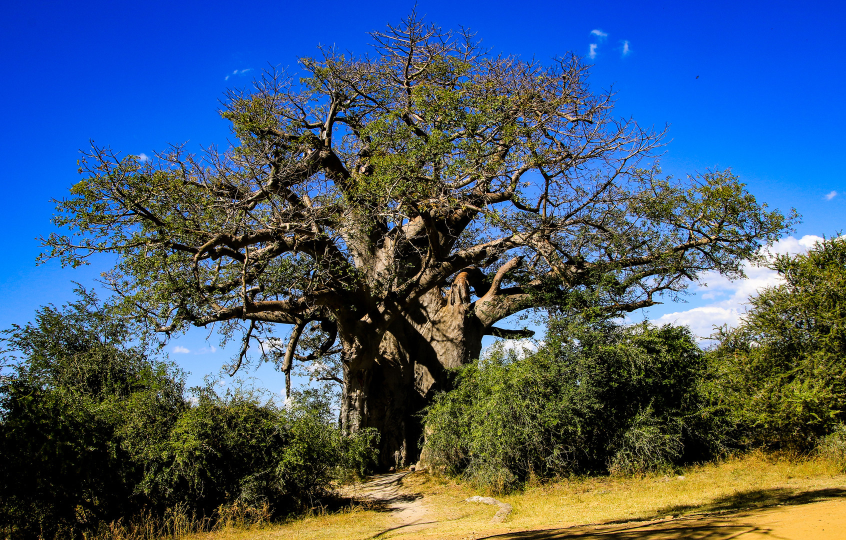 Ein Baum ein ganz alter Baum ein besonderer Baum