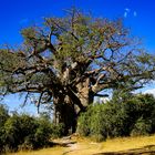 Ein Baum ein ganz alter Baum ein besonderer Baum