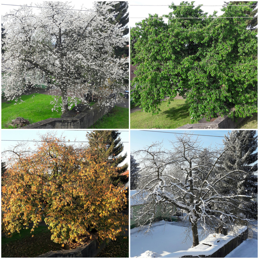 ein Baum ein Jahr