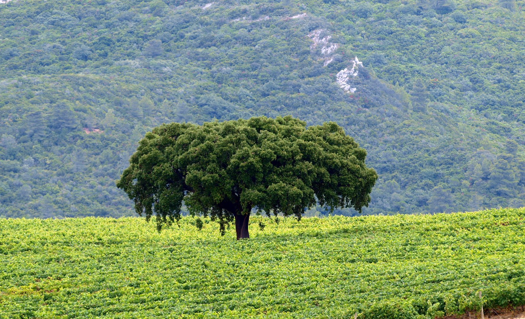 Ein Baum, ein Leben