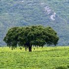 Ein Baum, ein Leben