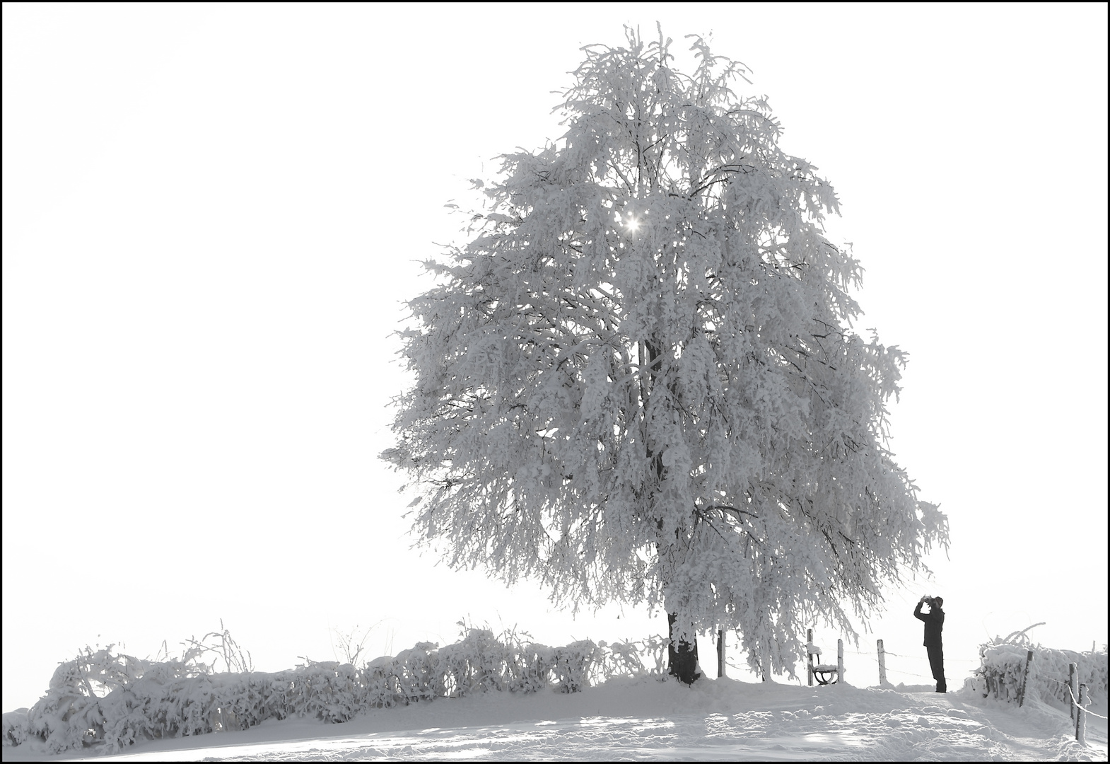 Ein Baum - ein Mann