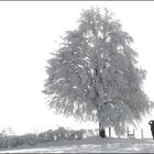 Ein Baum - ein Mann