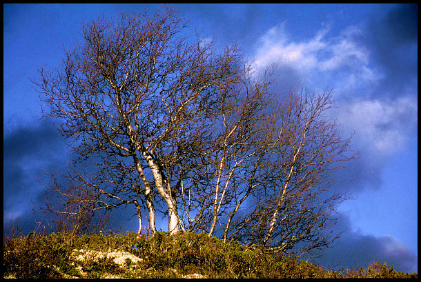 Ein Baum ... ein paar Wolken ...