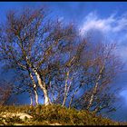 Ein Baum ... ein paar Wolken ...