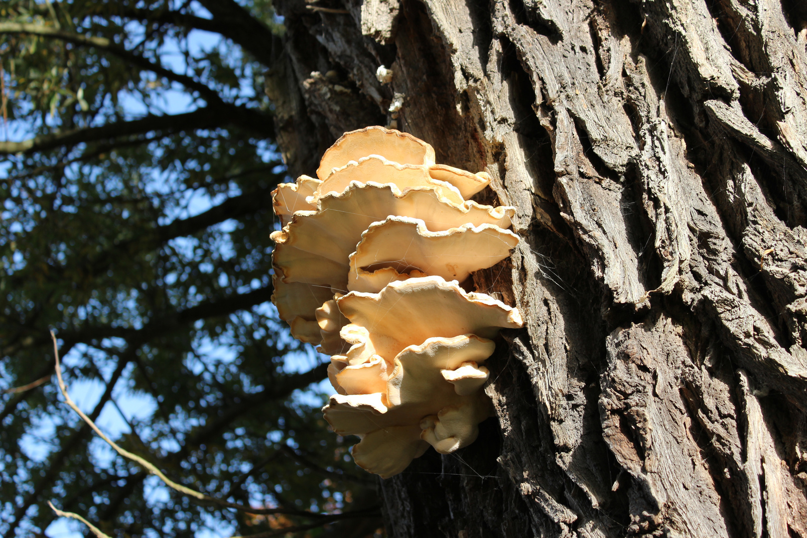 Ein Baum - Ein Pilz