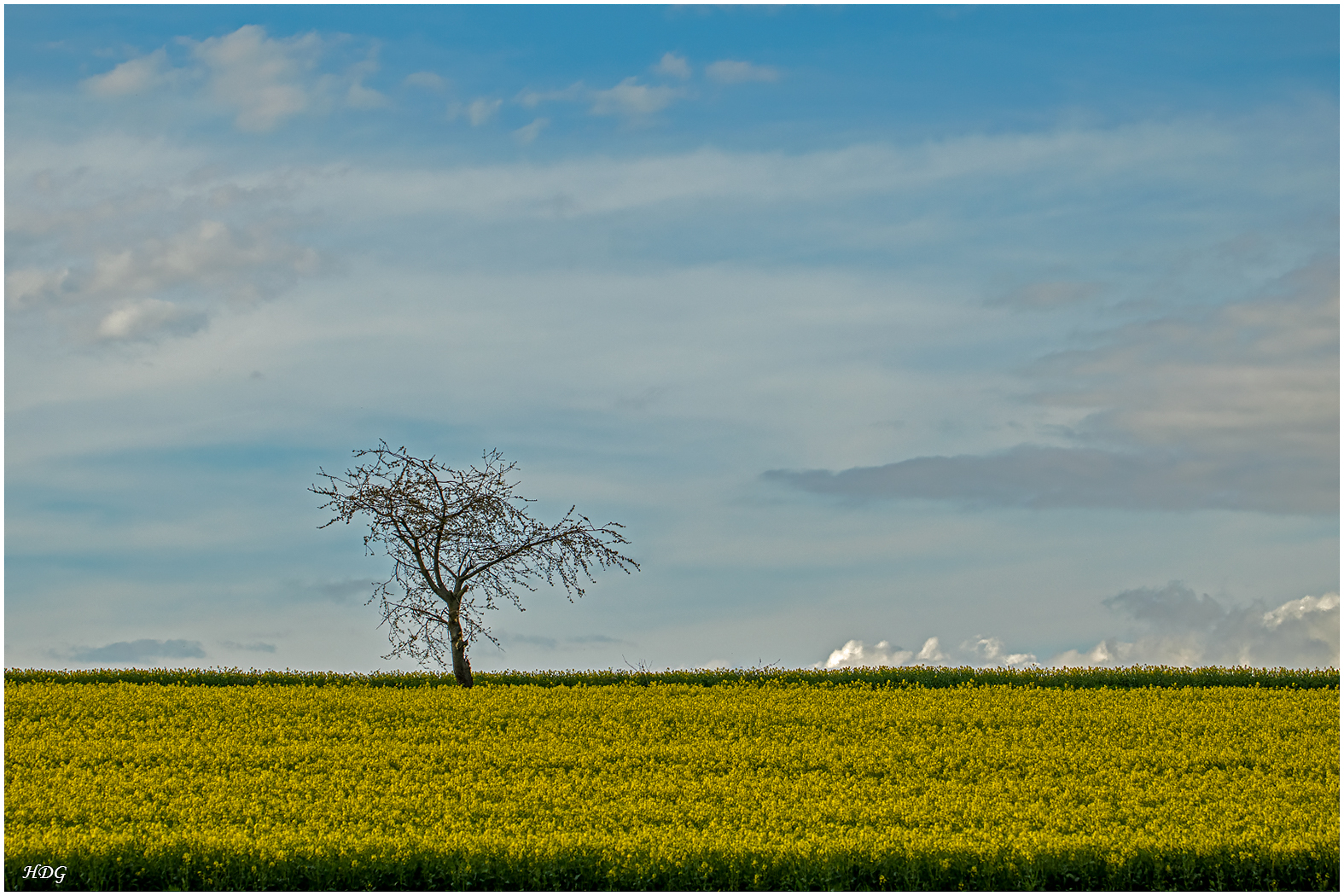 Ein Baum, ein Rapsfeld (1) ...