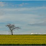 Ein Baum, ein Rapsfeld (1) ...