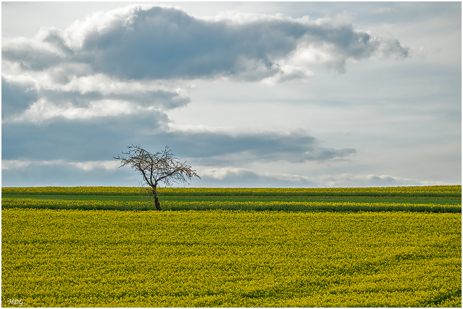 Ein Baum, ein Rapsfeld (2) ...