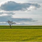 Ein Baum, ein Rapsfeld (2) ...