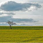 Ein Baum, ein Rapsfeld (2) ...