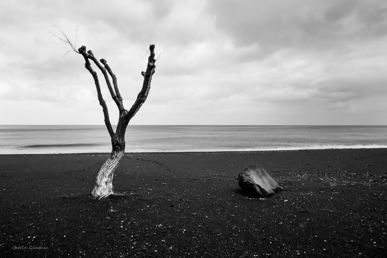 ein Baum, ein Stein und das Meer