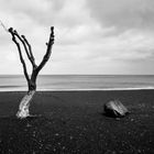 ein Baum, ein Stein und das Meer