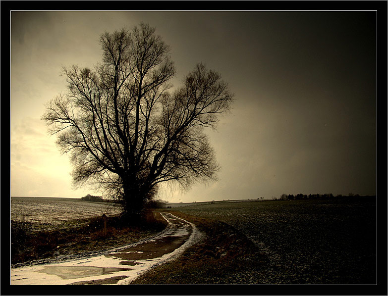 Ein Baum - ein Weg