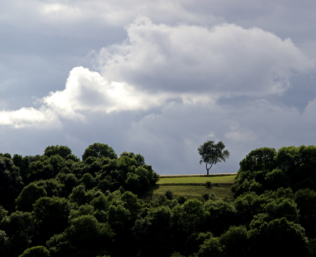 ein Baum, eine Wolke