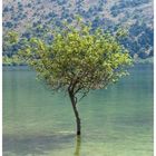 Ein Baum einsam im See