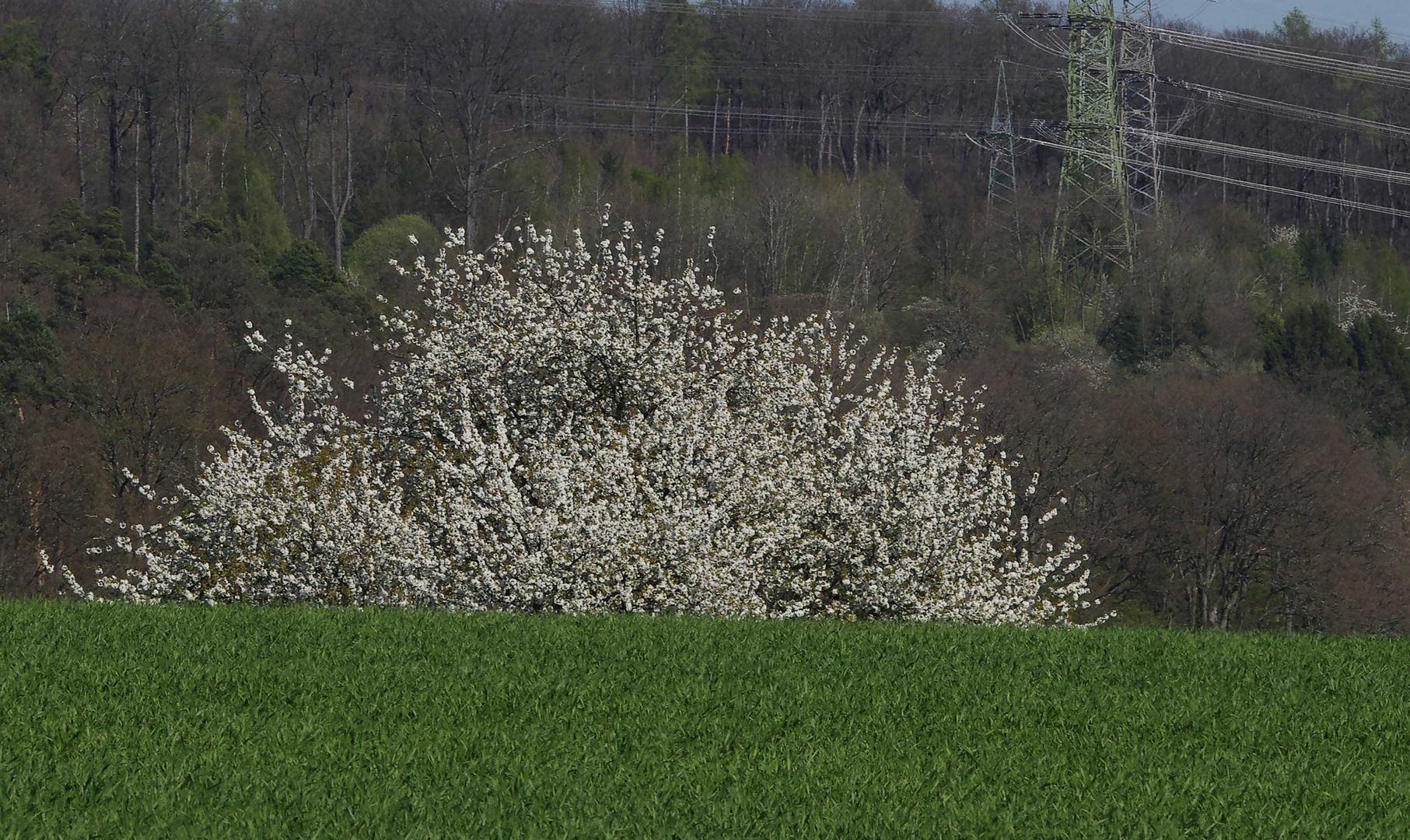 ein Baum, er zeigt nicht alles