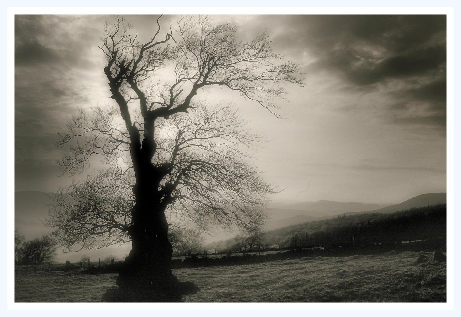 Ein Baum erinnert sich