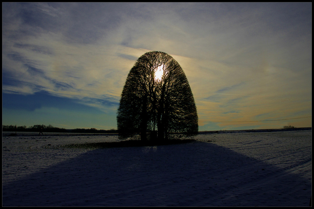 Ein Baum