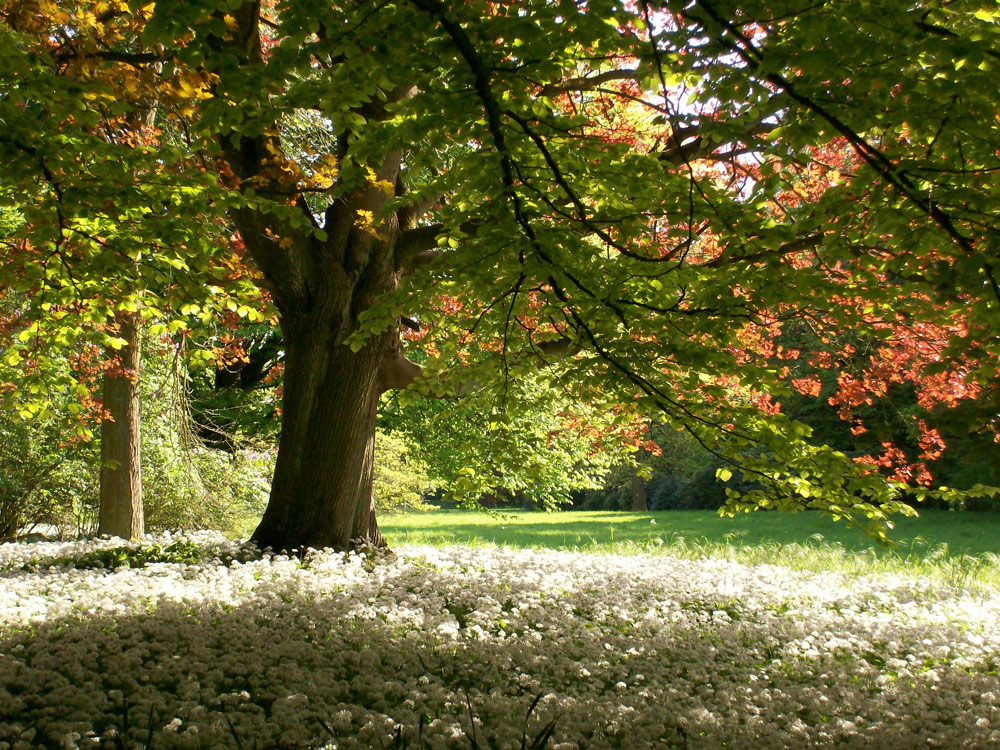 Ein Baum