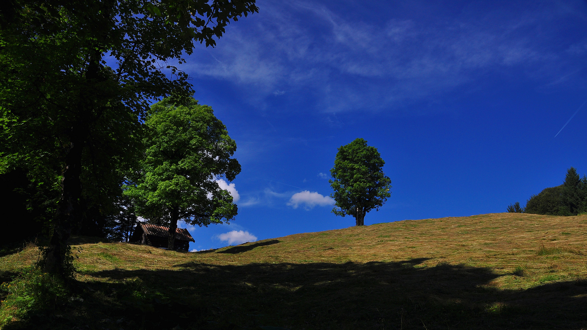 ...ein Baum..