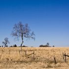 Ein Baum