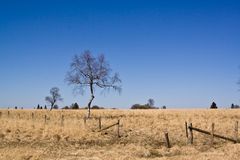 Ein Baum