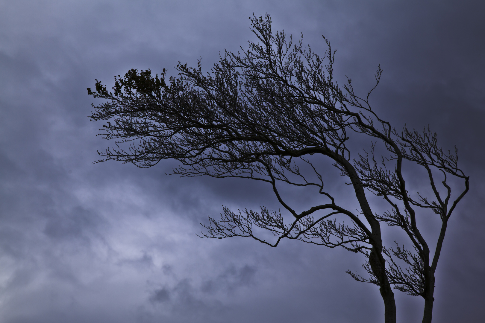 Ein Baum folgt dem Wind!