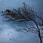 Ein Baum folgt dem Wind!