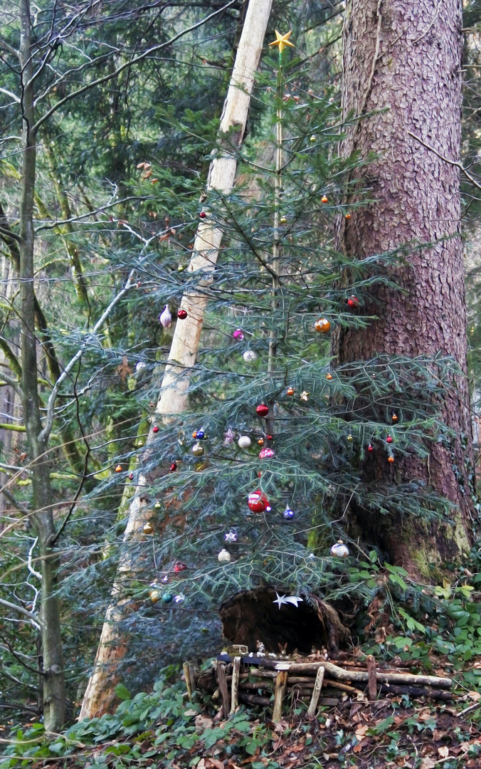 ein Baum für Alle - die Überraschung im Wald