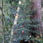 ein Baum für Alle - die Überraschung im Wald