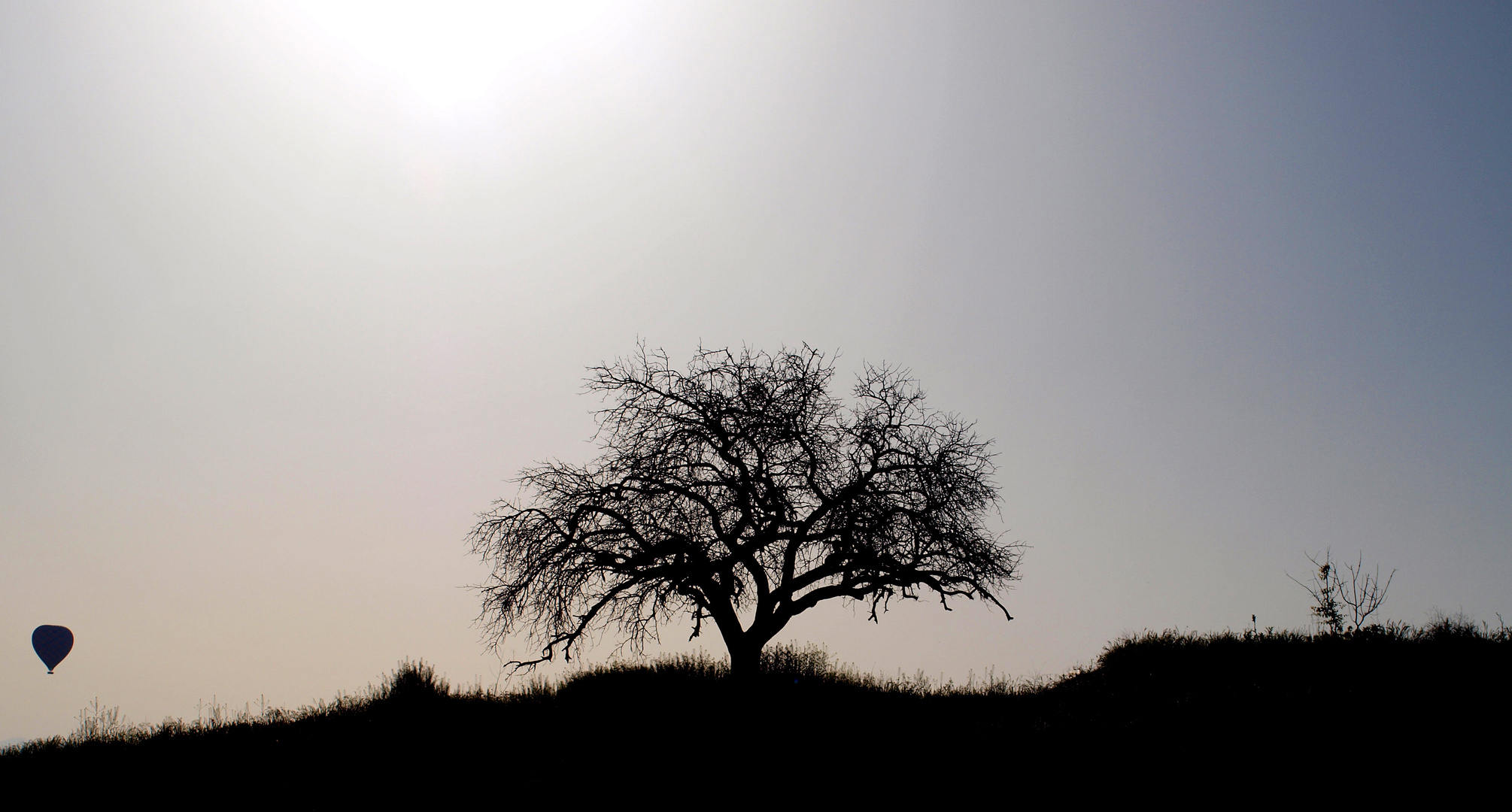 Ein Baum --- Ganz allein