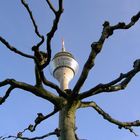 Ein Baum geht auf Sendung