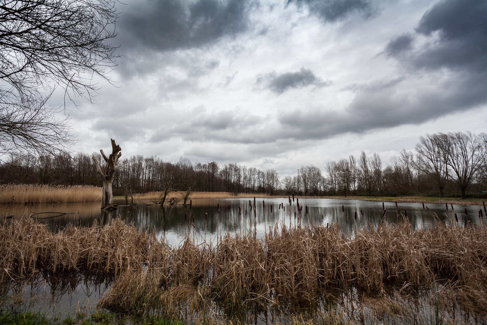 Ein Baum geht baden